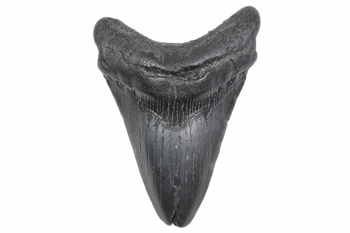 Fossil Megalodon Tooth - South Carolina #358967